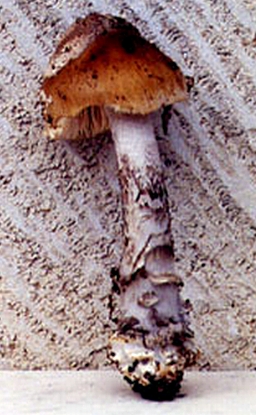 Amanita ceciliae